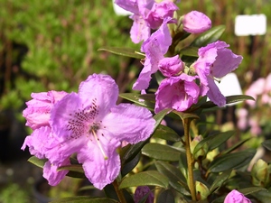 Rhododendron nain Lavandula
